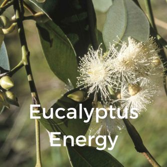 Eucalyptus Energy
