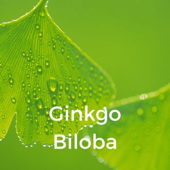 Ginkgo Biloba
