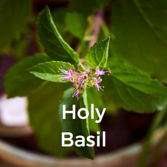 Holy Basil