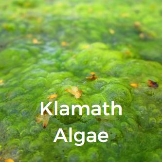 Klamath Algae