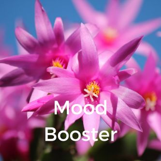Mood Booster