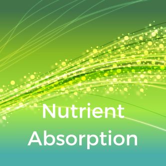 Nutrient Absorption