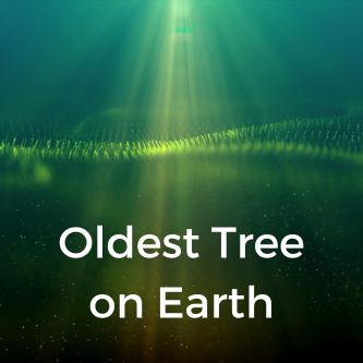 Oldest Tree on Earth