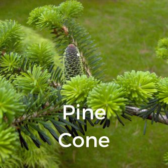 Pine Cone