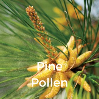 Pine Pollen