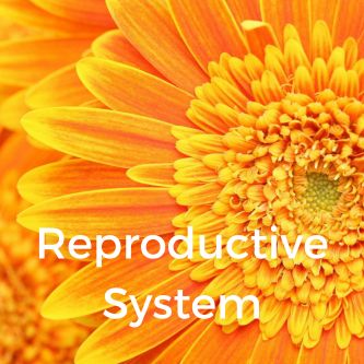 Reproductive System