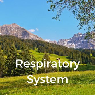 Respiratory System