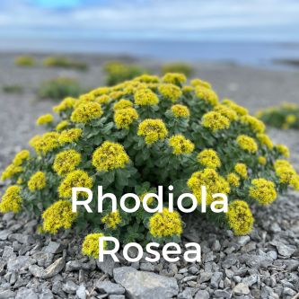 Rhodiola Rosea