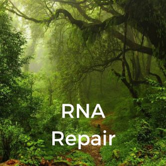 RNA Repair