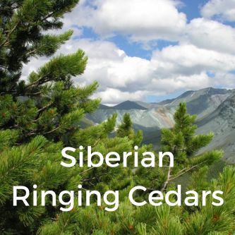 Siberian Ringing Cedars