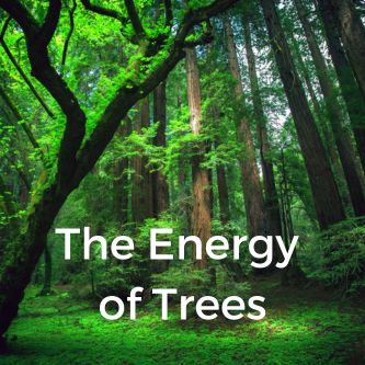 The Energy of Trees