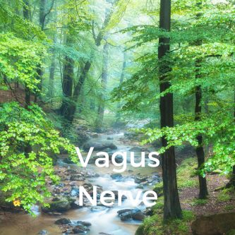 Vagus Nerve