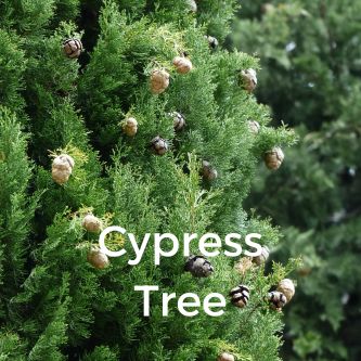 Cypress Tree