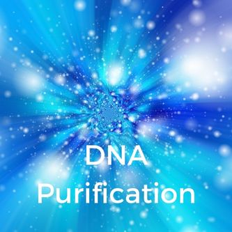DNA Purification