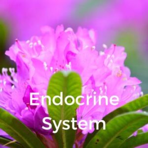 Endocrine System