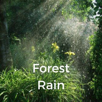 Forest Rain