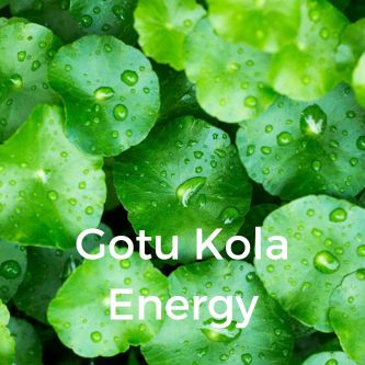 Gotu Kola Energy