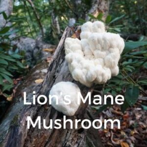 Lion's Mane Mushroom