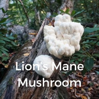 Lion’s Mane Mushroom