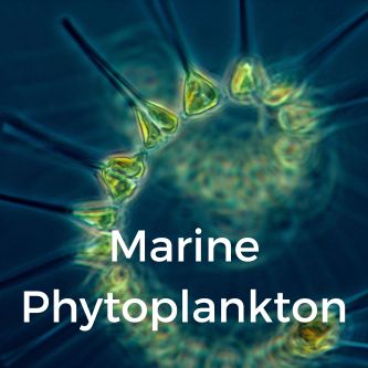 Marine Phytoplankton