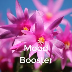 Mood Booster