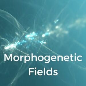 Morphogenetic Fields