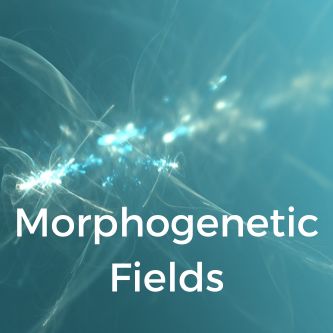 Morphogenetic Fields