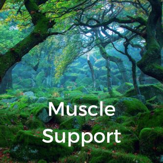 Muscle Support