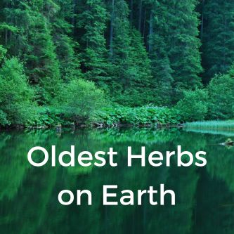 Oldest Herbs on Earth