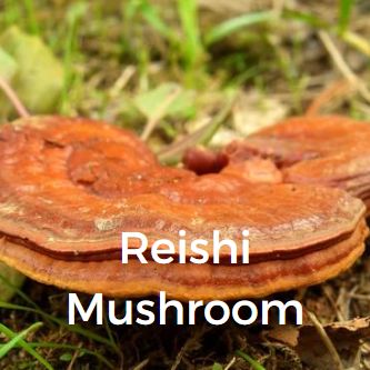 Reishi Mushroom