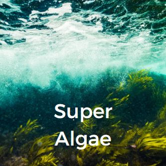 Super Algae