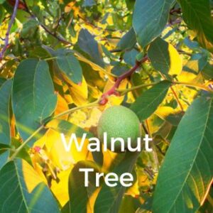 Walnut Tree