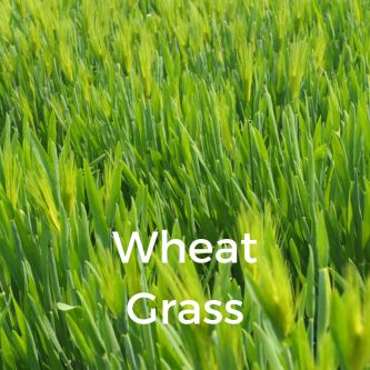 Wheat Grass